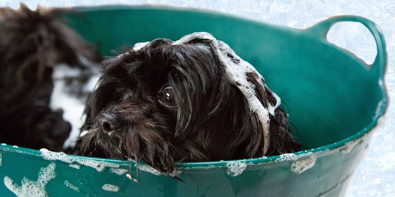 howto make my dog like baths