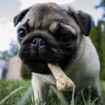 best bones for dogs to clean teeth