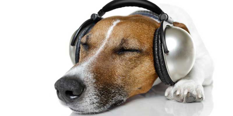 best music to play for dogs home alone