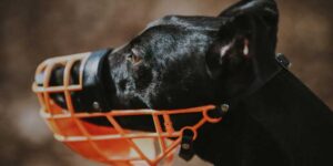 best muzzle for dogs that bite and eat everything