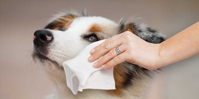 best wipes for dog tear stains