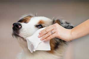 best wipes for dogs eyes stain