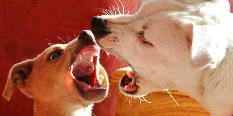 How To Make My Dog Less Aggressive Two Dog Zoo