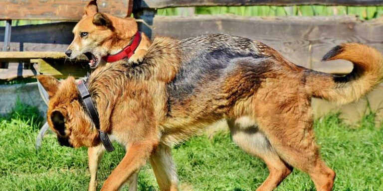 How To Make My Dog Friendly With Other Dogs Two Dog Zoo