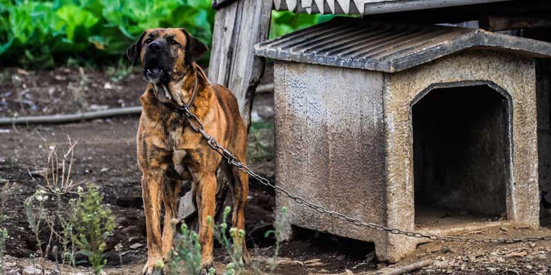 how to get my dog to stop barking at strangers and guests