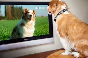 how to make my dog watch tv