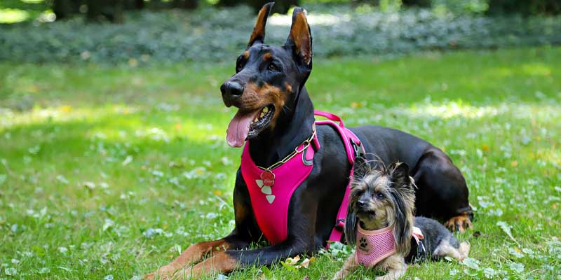 best anti pull harness for dogs