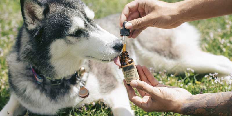 best essential oil for dog smell
