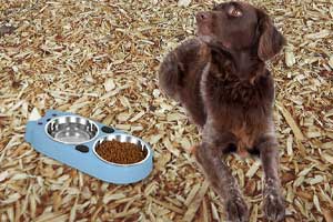 best mulch for dog poop area