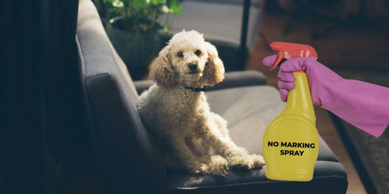 best no marking spray for dogs