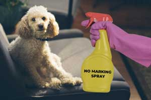 best no marking spray for dogs