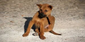 Best Moisturizers for Dogs' Dry Skin