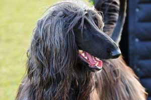 best comb for matted dog hair