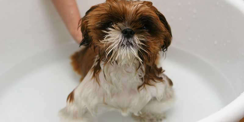 best dog shampoo to remove odor