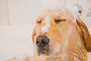 best dog shampoo for odor control