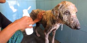 Picture of 7 Best Mite Shampoos for Dogs – Restore Your Dog’s Skin | TDZ