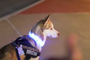 best light for walking dogs at night