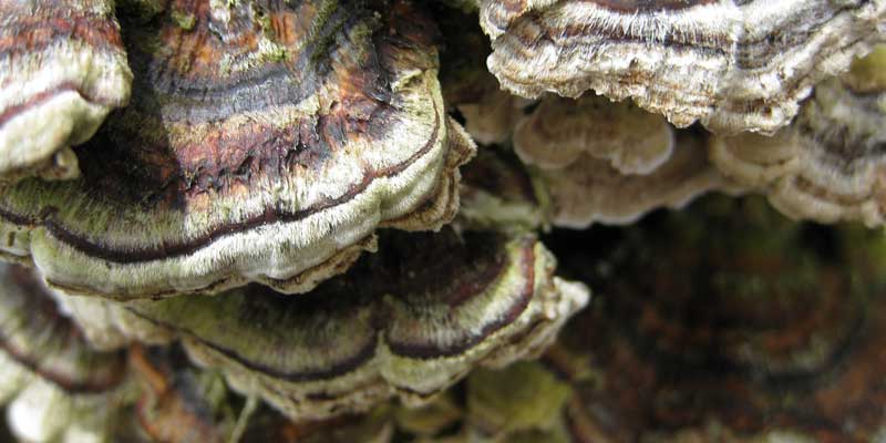best turkey tail supplement for dogs