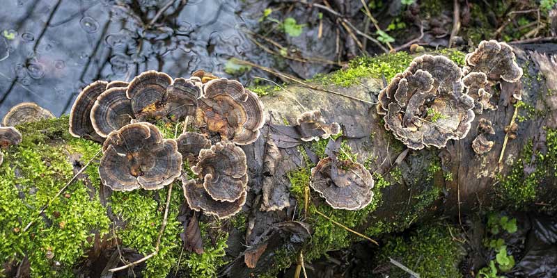 7 Best Turkey Tail Supplements for Dogs – Better Health