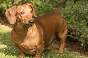 A-Brief-History-of-Dachshund-Dog-Breed-2