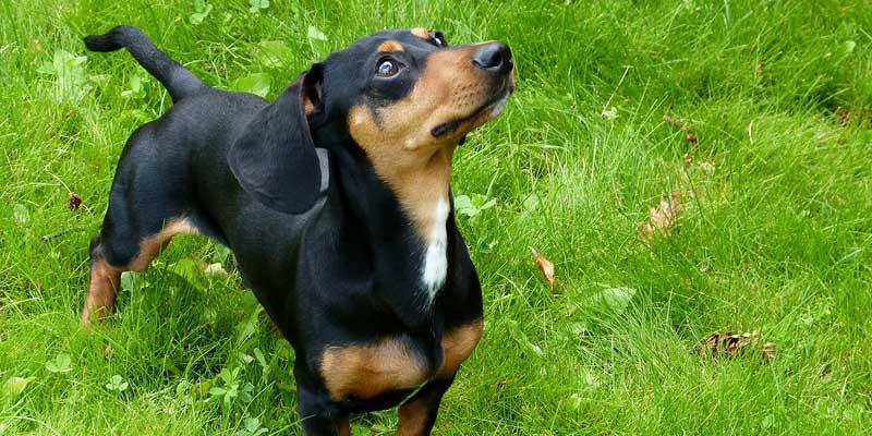 A-Brief-History-of-Dachshund-Dog-Breed
