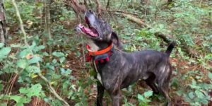 History-of-the-Mountain-Cur-