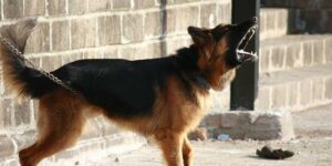 best bark collar for dogs under 5 pounds