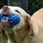best long lasting chew toys for dogs