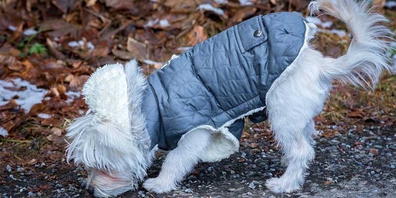 best snow jacket for dogs