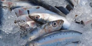 Best Sardines for Dogs' Health & How to Choose Two Dog Zoo
