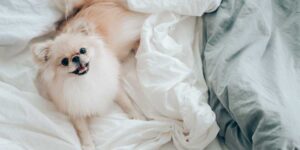 best duvet covers for dog hair