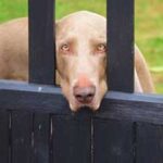 best gate latches for dogs