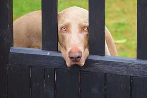 best gate latches for dogs