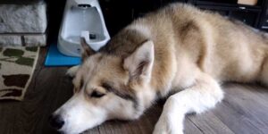 best water fountain for large dogs