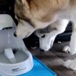 best water fountain for large dogs