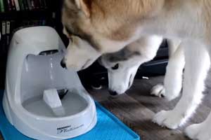 best water fountain for large dogs