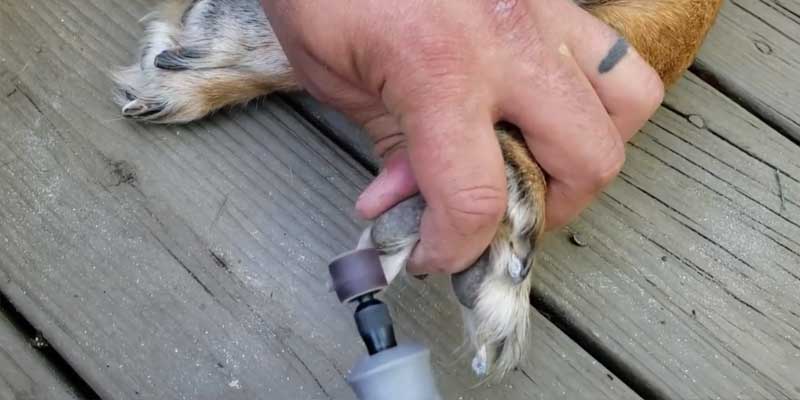 how-to-use-an-electric-nail-grinder