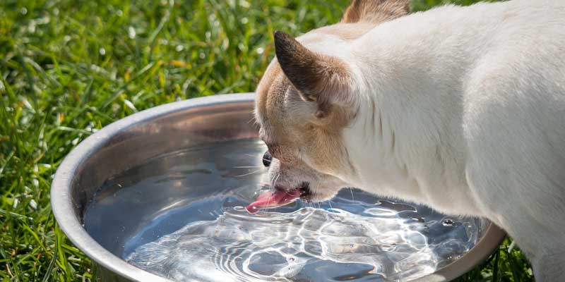 Best Outdoor Water Bowl for Dogs