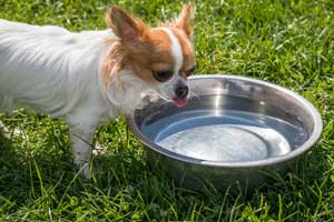 Best Outdoor Water Bowl for Dogs