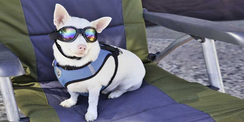 Best Sunscreen for White Dogs
