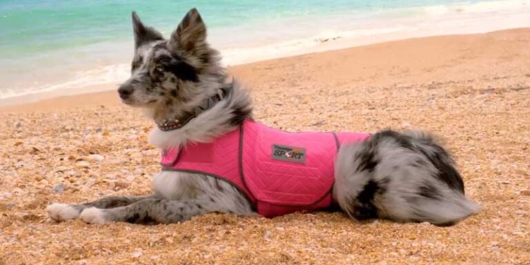6 Best Dog Anxiety Wraps in 2026 — Real Research