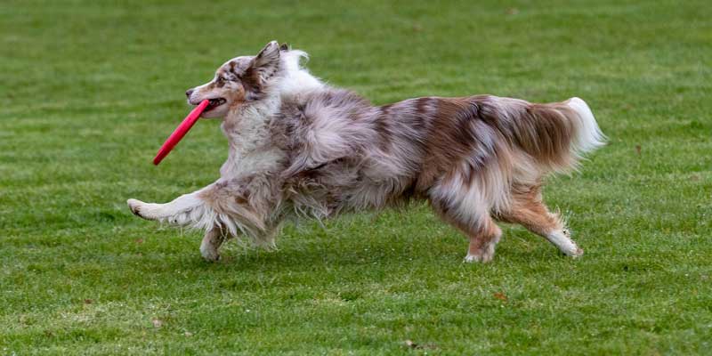 best frisbee for small dogs