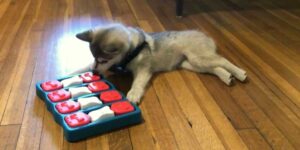 best mind stimulating toys for dogs