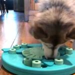 best mind stimulating toys for dogs