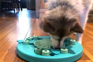 best mind stimulating toys for dogs