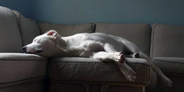 Best Dog-Proof Sectional Cover in 2026 — Actually Stays Put