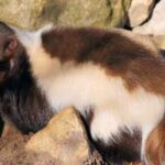 best skunk odor remover for dogs