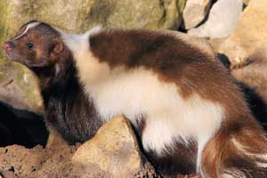 best skunk odor remover for dogs