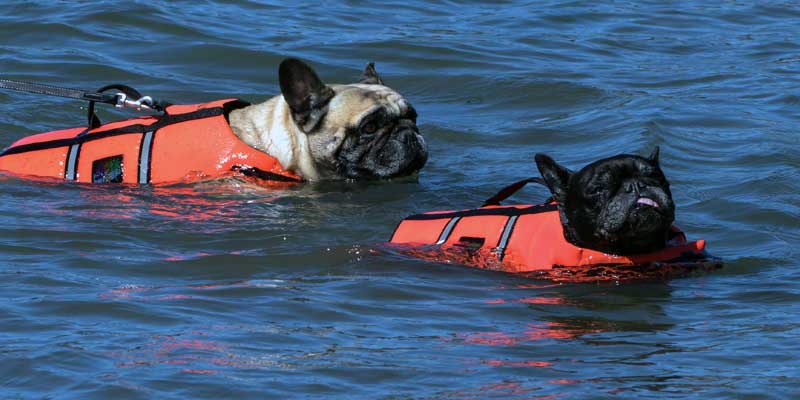 best swim vest for dogs
