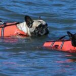 5 Best Swim Vest for Dogs in 2022 – For Your Pooch Safety | TDZ